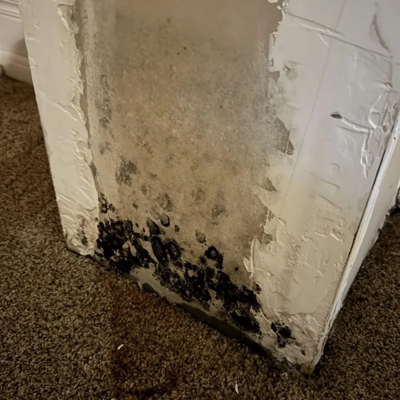 Professional Mold Removal in Morrisville, NC